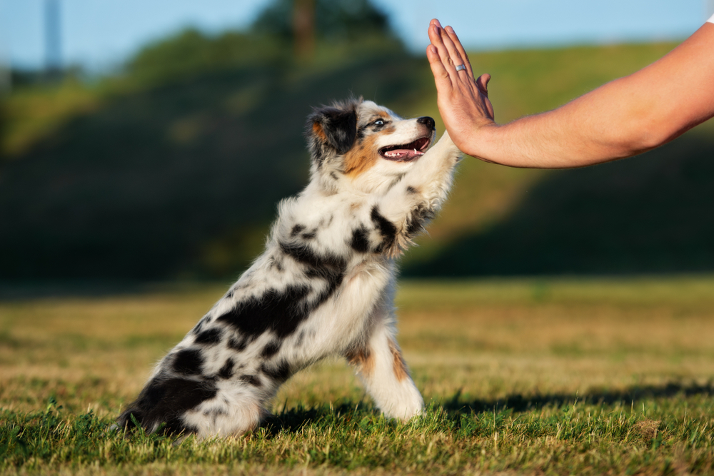 A cute Australian Shepherd gives its owner a high five on a sunny spring day.