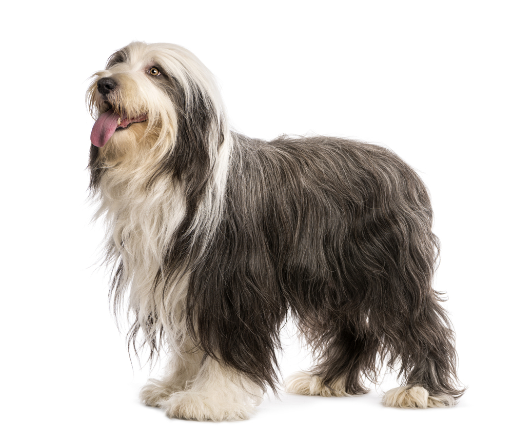 An adorable, shaggy Bearded Collie dog stands isolated on a white background to show that its long fur is bluish gray.