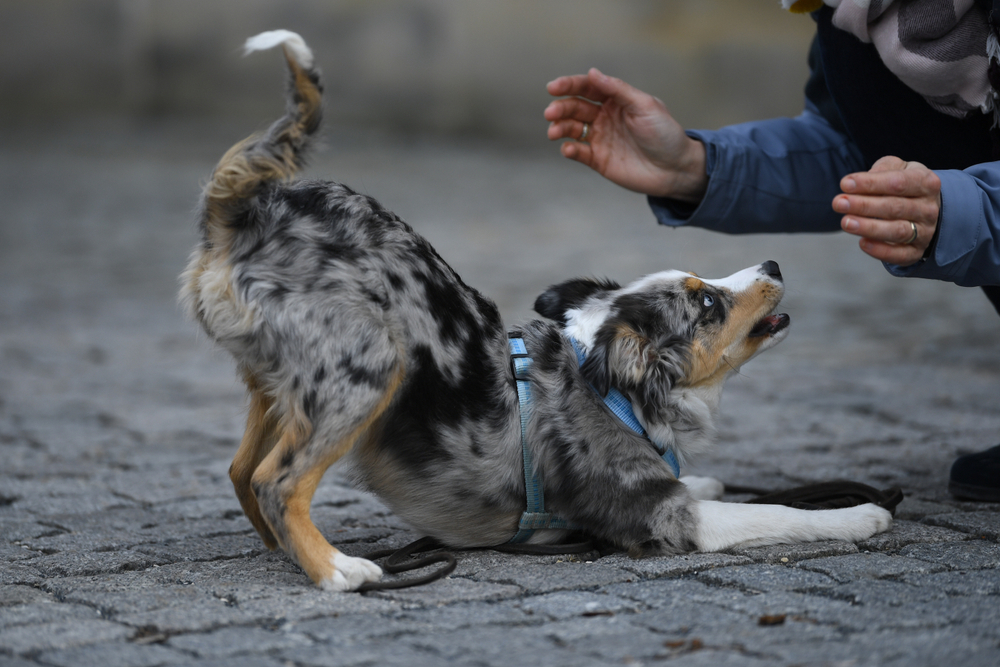 A medium-sized Australian Shepherd happily plays with its owner during a fun training session because Australian Shepherds for sale near me love to learn.