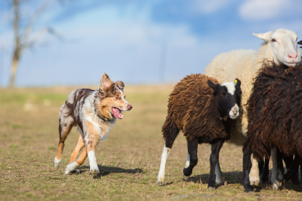 An Australian Shepherd jogs around a herd of sheep to herd them on a sunny autumn day in rural Texas.