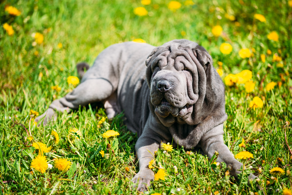 An adorable Shar Pei purebred dog lays in a field of yellow flowers as sunshine illuminates its beautiful blue coat of fur.
