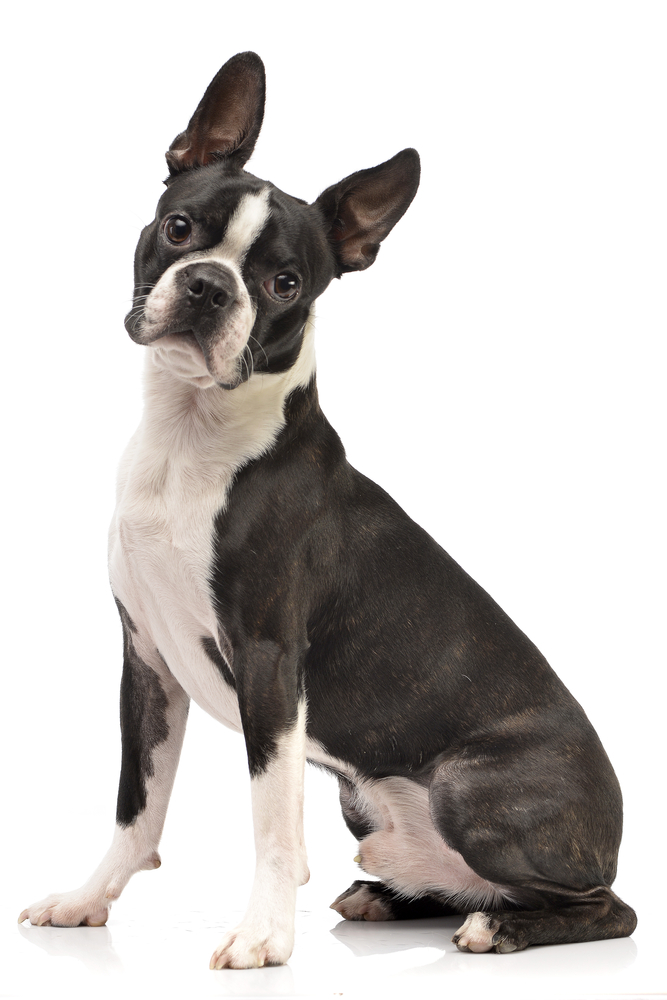 Though it looks like this Boston Terrier has a black and white tuxedo jacket, in fact its fur is blue. Blue Boston Terriers are a rarity. 