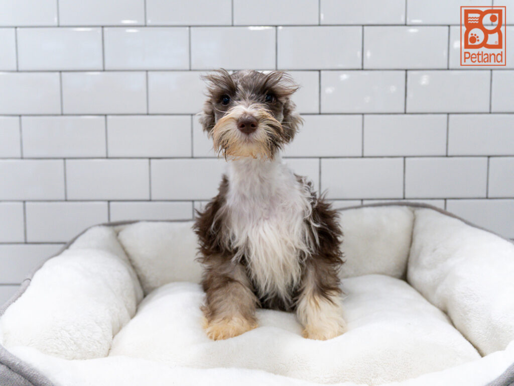 Miniature Schnauzer Image #1