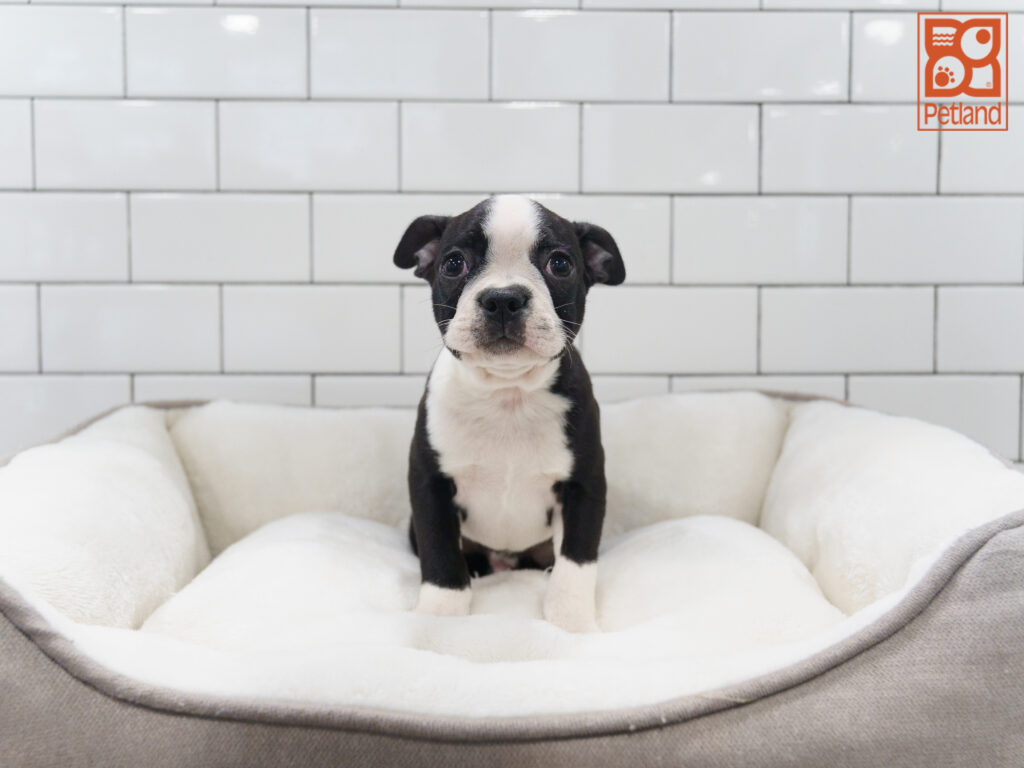 Boston Terrier Image #1