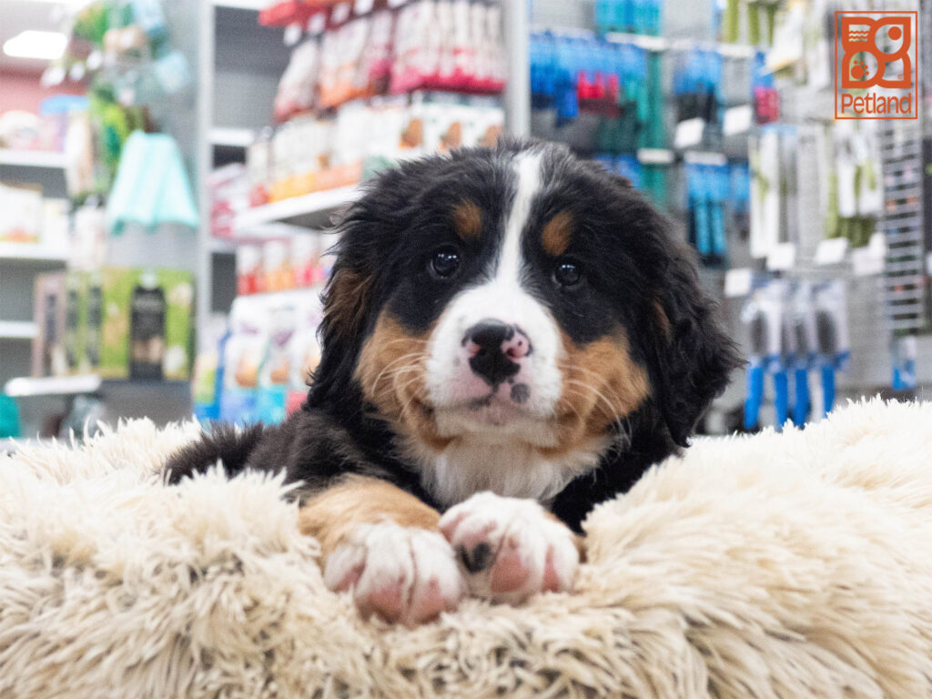 Bernese Mountain Dog Image #1